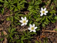 Buschwindröschen Trio